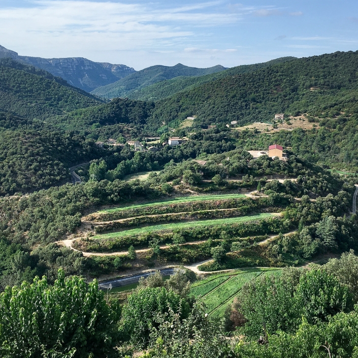 Terrasses de culture pour l'oignon doux des cévennes AOP